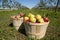 Fruit harvest