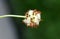 Fruit head of Trifolium fragiferum, Strawberry clover