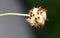 Fruit head of Trifolium fragiferum, Strawberry clover