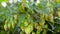 Fruit hops are hanging in green foliage to sway wind,