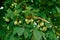 The fruit of horse chestnut on the branches of the tree - ball-shaped boxes with spikes.