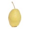 Fruit hybrid apple pear