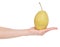 Fruit hybrid apple pear in hand