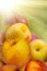 Fruit hybrid peach apricot nectarine