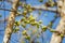 Fruit Indian Gooseberry On the tree,Phyllanthus emblica Emblic myrablan, Malacca tree,