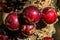 Fruit jabuticaba on a branch of jabuticabeira tree under sunlight at sunrise