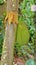 The fruit jackfruit growing out of a tree trunk