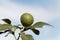 Fruit on a kaffir lime tree, Citrus hystrix