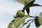 Fruit on a kaffir lime tree, Citrus hystrix