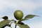 Fruit on a kaffir lime tree, Citrus hystrix