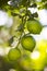 Fruit lemon tree