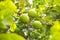 fruit lemon tree