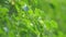 Fruit of linden on a wind. Tilia platyphyllos. Large-leaved basswood or large-leaved linden. Slow motion.