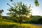 Fruit meadow with cherry tree and sun