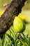 Fruit of Mexican Calabash Tree