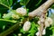 Fruit of Morus alba, white mulberry, rich wild berry