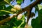 Fruit of Morus alba, white mulberry, rich wild berry