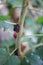 Fruit mulberry contains a lot of vitamin C on the natural background
