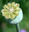 Fruit of opium poppy, Papaver somniferum