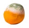 Fruit orange covered with mildew