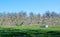 Fruit orchard with bee hives for pollination