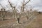 Fruit orchard plantation in cromwell town new zealand