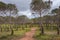 Fruit orchard at the top of Atalaia hill near Luz in the Algarve region, southern Portugal