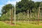 Fruit orchards along the Hardanger fjord, Hordaland county, Norway