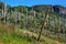 Fruit orchards in Hardanger fjord, Hordaland county, Norway.