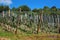 Fruit orchards in Hardanger fjord, Hordaland county, Norway