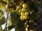 Fruit outdoors of the vine, bunch green close up. Grape. Spanish agricultural industry.