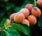 Fruit peaches