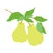 Fruit pear branch, hand drawn pears hanging on branch with leaves, flat food illustration, fruit tree