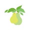 Fruit pear branch. Two pears hanging on branch with leaves. Flat food illustration, fruit tree, pear branch