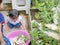 Fruit peels, pomelo, being tossed by little babies inside a vegetable pot as fertilizer