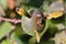 Fruit of Pereskia aculeata with leaves and thorns