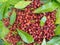 Fruit Photography - Red color fruit isolated, Macro shot of myrica esculenta kafal fruit in Himachal Pradesh, Photo of kafal ba