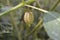 The fruit of Physalis angulata L.