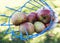 Fruit picker basket collecting apples