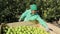 Fruit picker woman pour bucket with harvested apples