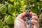 Fruit picking blackberries