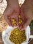 Fruit picking, hands holding fruits of (Byrsonima crassifolia)