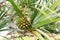 Fruit pine of Common screwpine (Pandanus utilis) tree