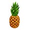 Fruit pineapple vector illustration hand drawn