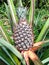 Fruit plantation/pineapple