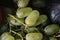 Fruit plate -   grapes - autumn harvest