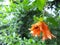 Fruit of the pomegranate flowers