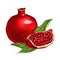 Fruit pomegranate vector illustration hand drawn