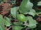 Fruit of Psidium guajava plant - branch