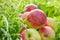 Fruit red apples on a green grass